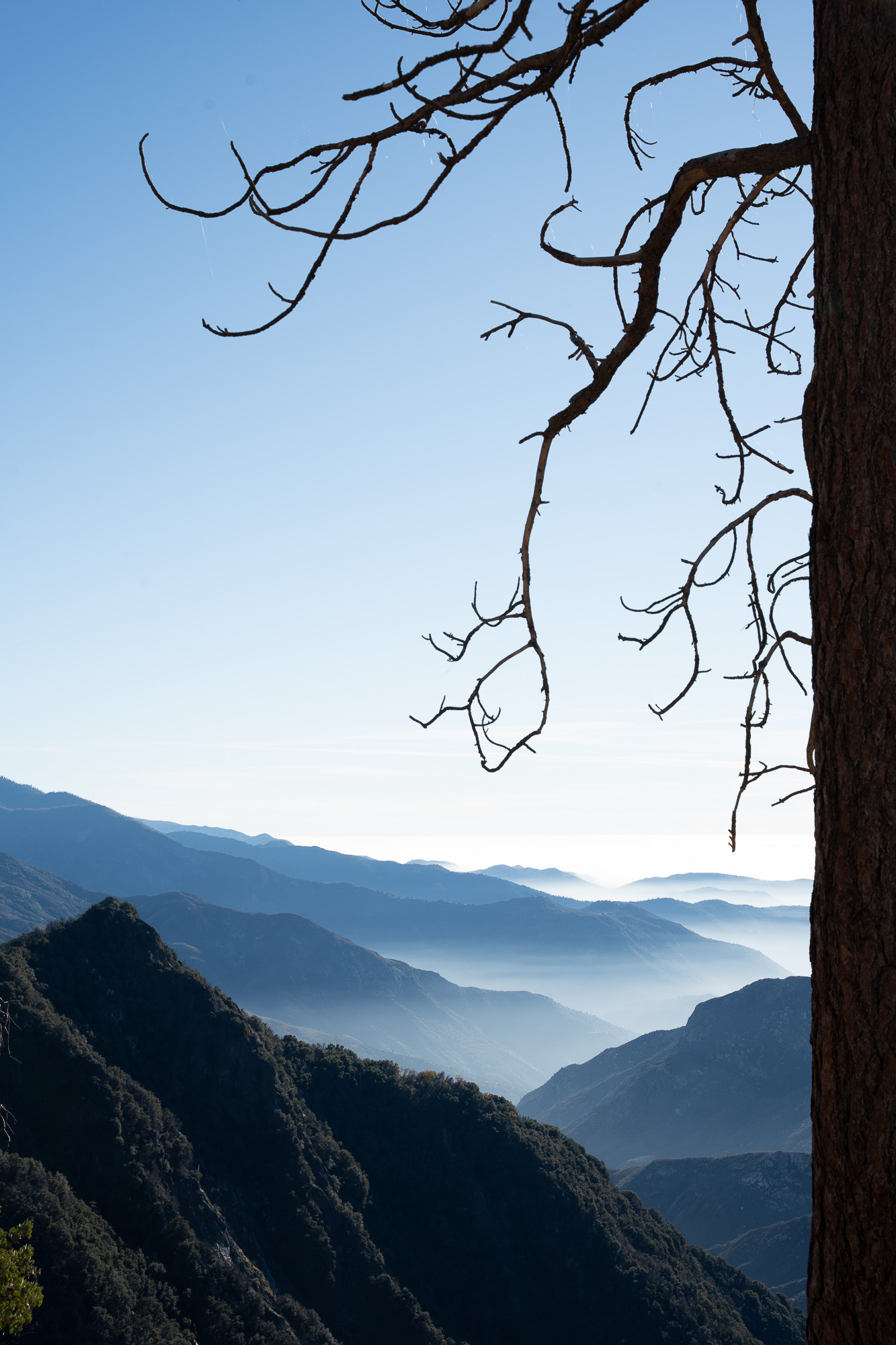 Portfolio photograph, Sequoia 2025