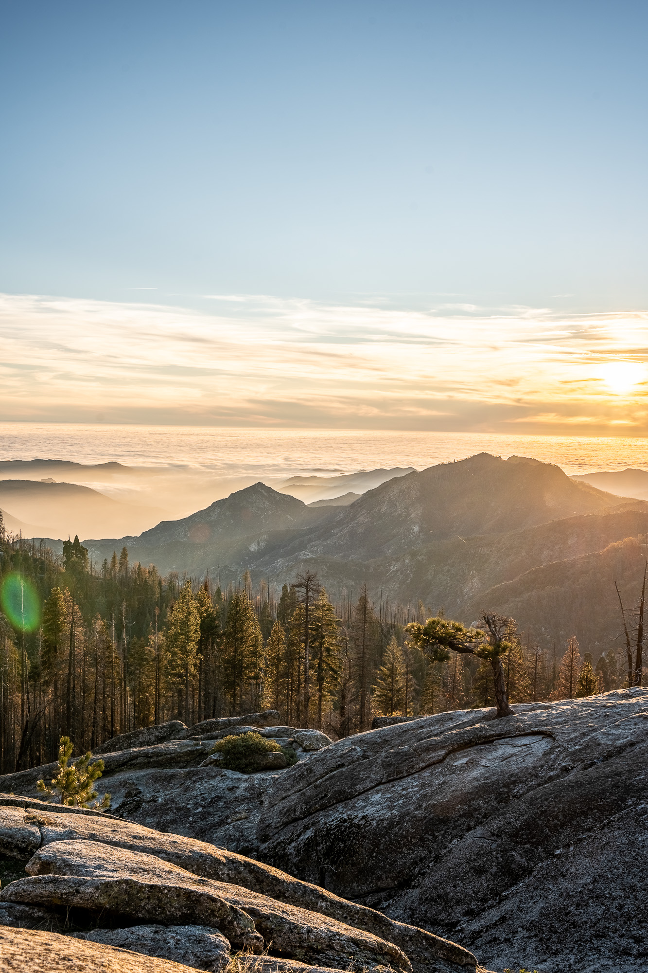 Portfolio photograph, Sequoia 2025
